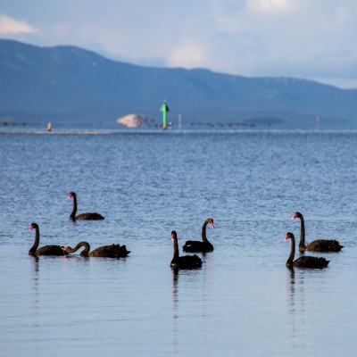 Black swans at Corner Inlet (near Sandy Point)