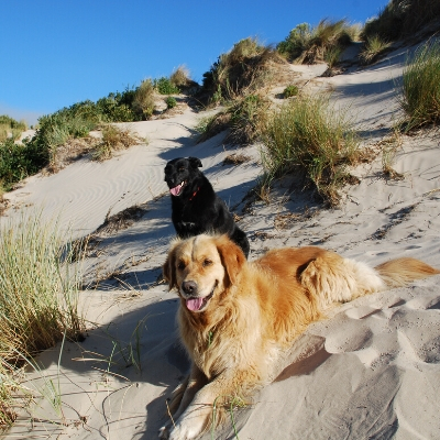 There are dog friendly beaches near Sandy Point Getaway