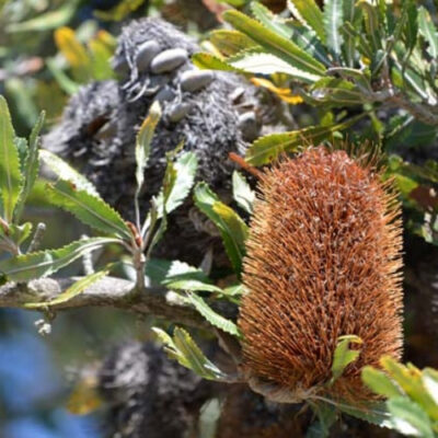 banksia and other australian flora at wilsons promontory