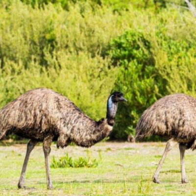 emus and other wildlife at wilsons prom
